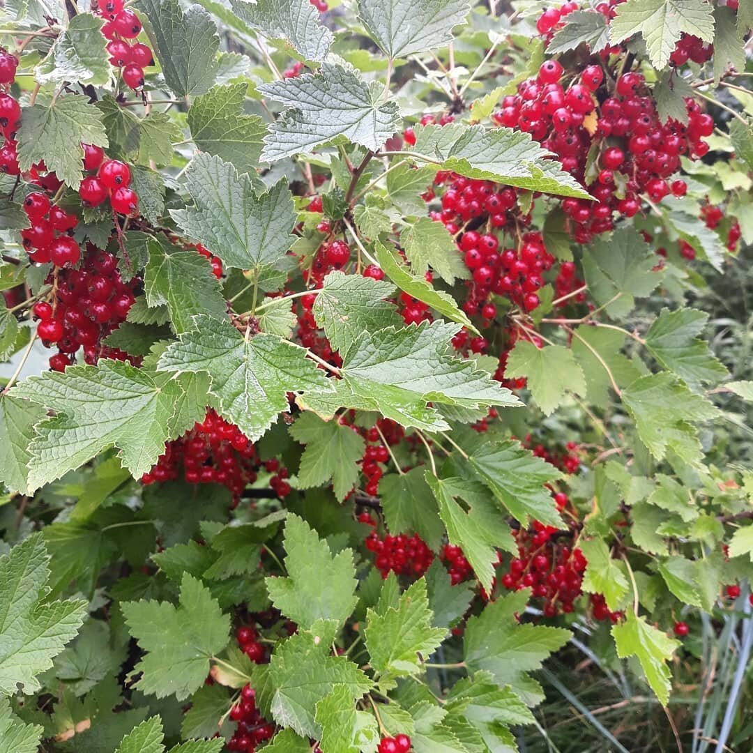 Плодовые кустарники (смородина, крыжовник, жимолость)