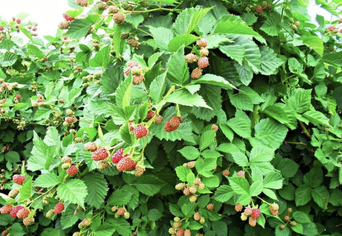 Малина обыкновенная кустарник