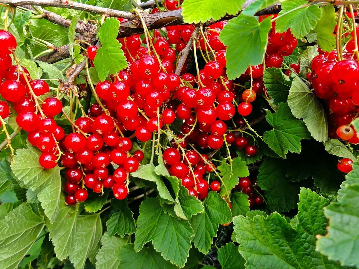 Смородина красная алая Зорька