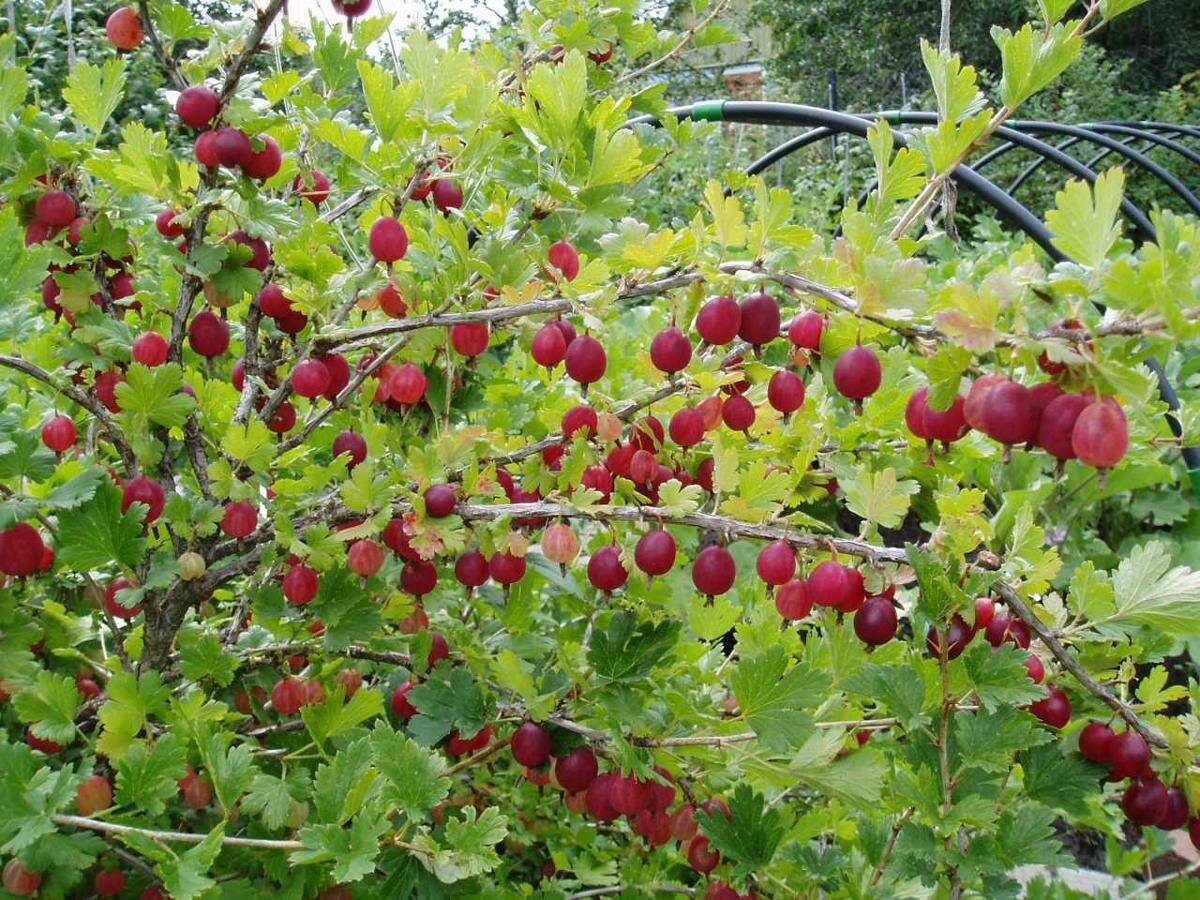 Крыжовник Командор куст