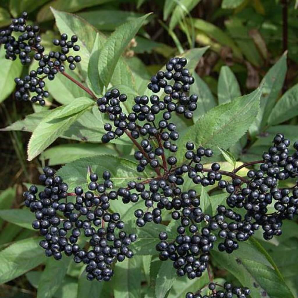 Бузина черная кустарник