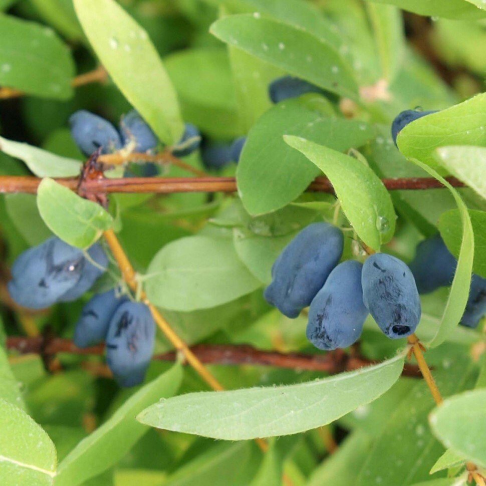 Жимолость синяя, съедобная Lonicera caerulea