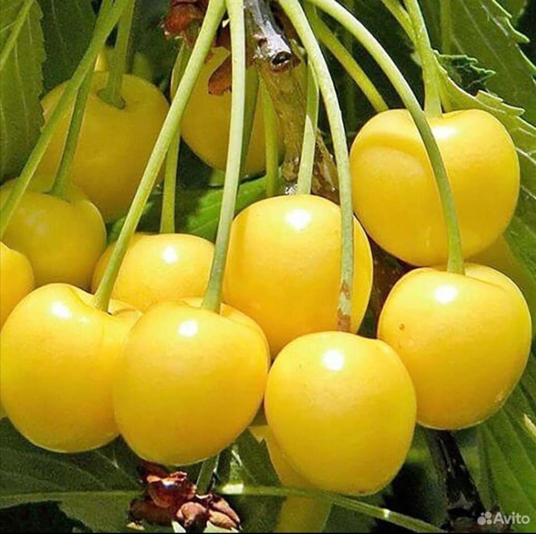 Черешня желтая поздняя