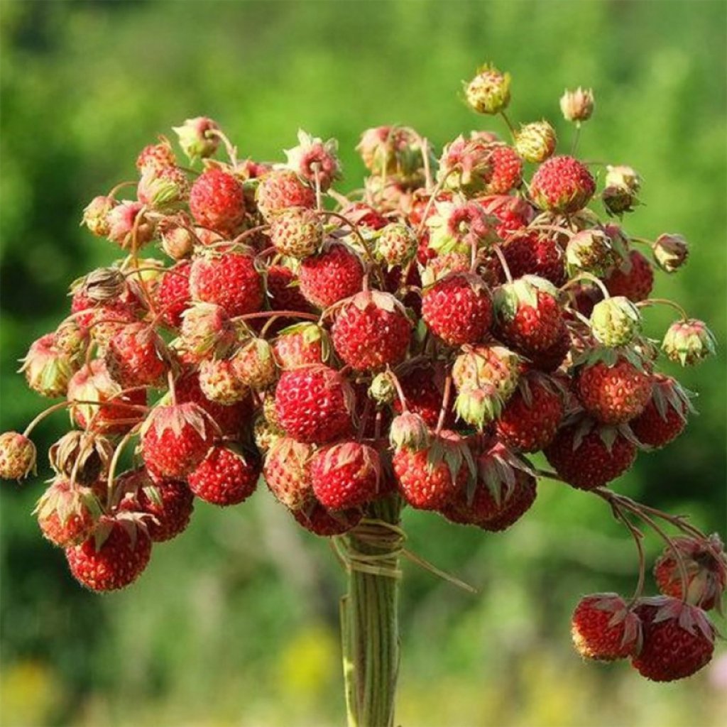 Дикая Лесная клубника