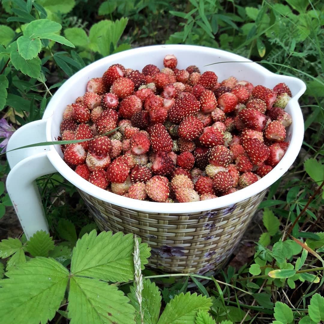 Поляника Княженика