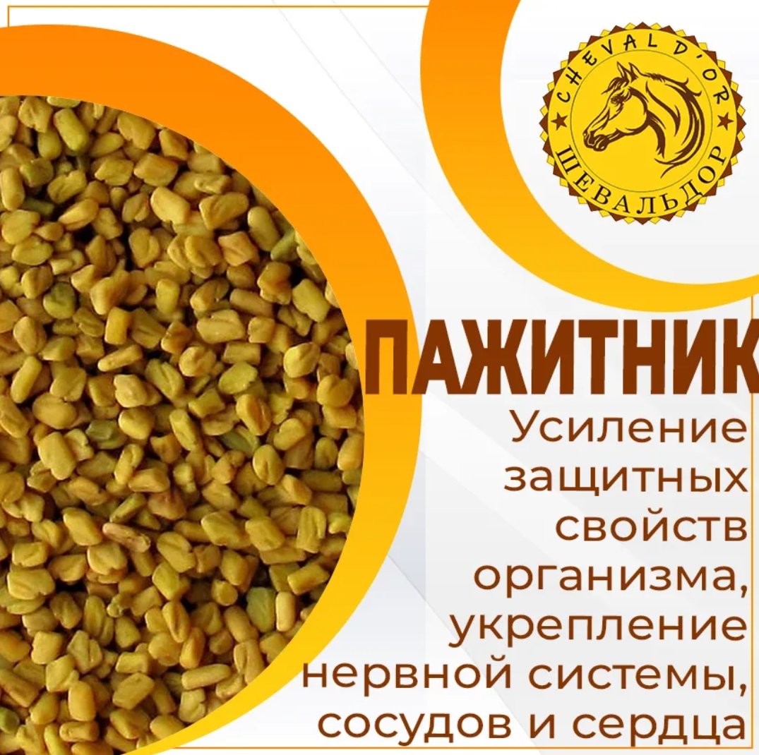 Пажитник растение