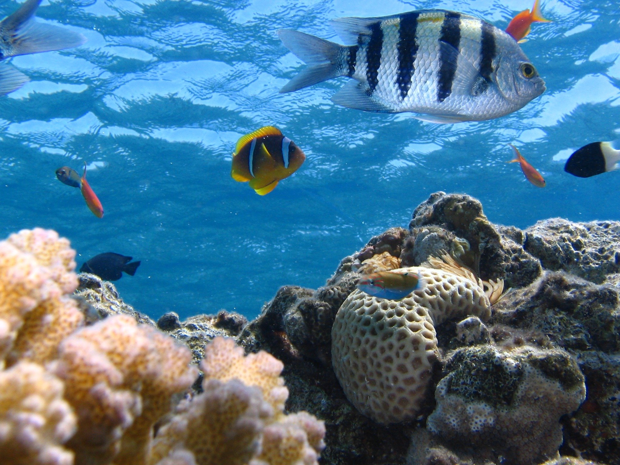 Сколько рыб в океане. Океан рыбы риф. Коралловые рыбки. Рыбки в океане. Рыбы коралловых рифов.
