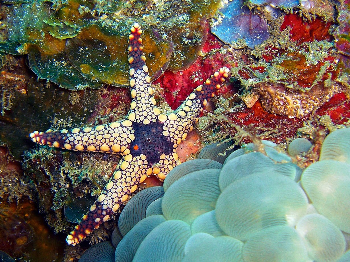7 звезд морское. Коралловые рифы красного моря. Морская звезда. Обитатели морского дна. Моллюски красного моря.