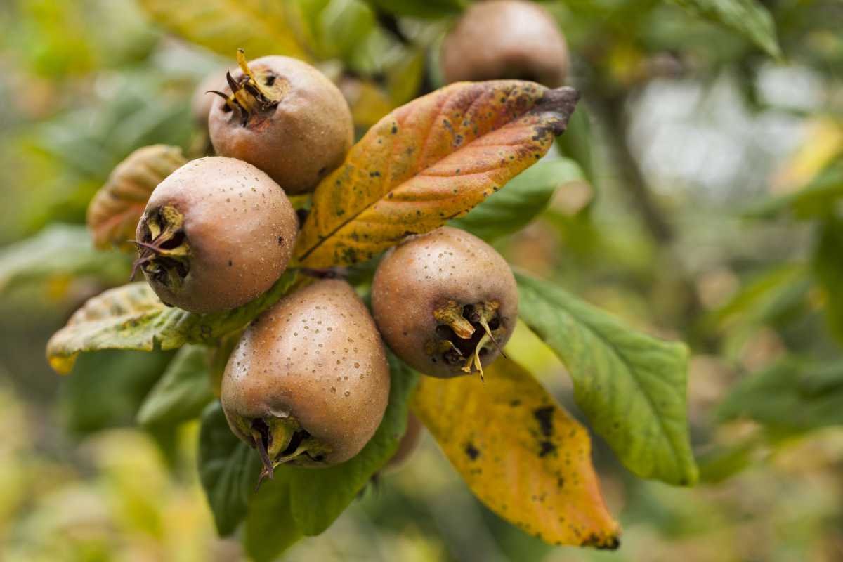 Mespilus Germanica мушмула Германская