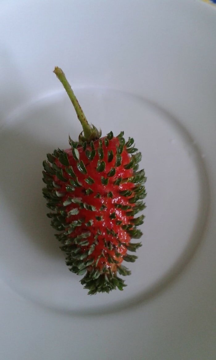 Семена клубники