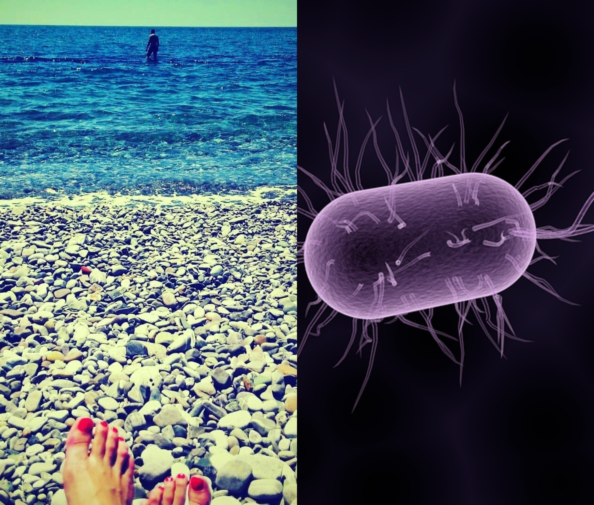 Бактерии бак. Микроорганизмы в море. Бактерии в воде. Морские бактерии. Микроорганизмы в морской воде.