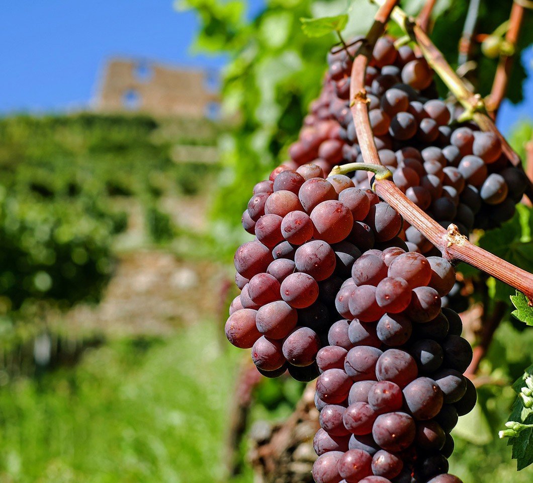 Американский виноград Vitis Labrusca