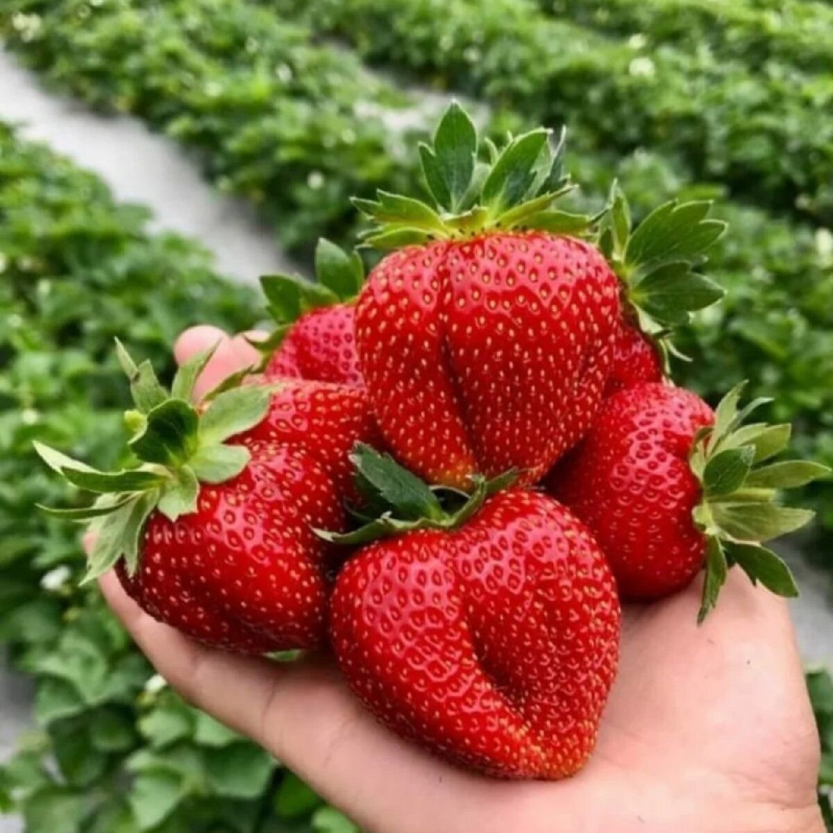 Сорт земляники Мармолада