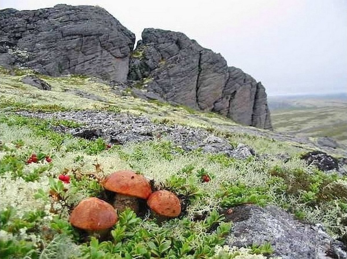 Сопки Кольского полуострова