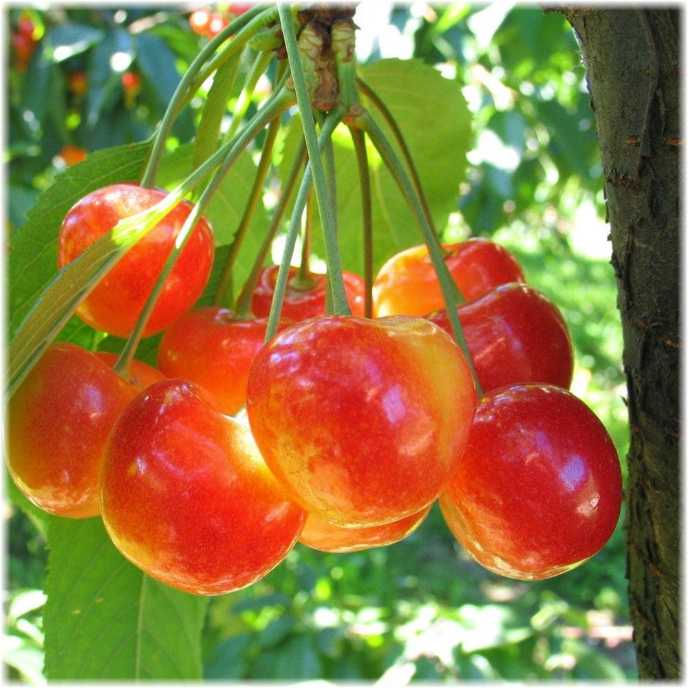 Черешня Фатеж (с7,5/с10)