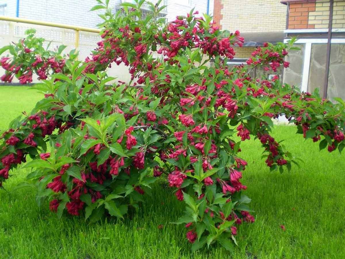 Вейгела ева Ратке куст