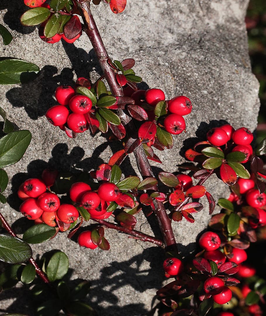 Кизильник (Cotoneaster)