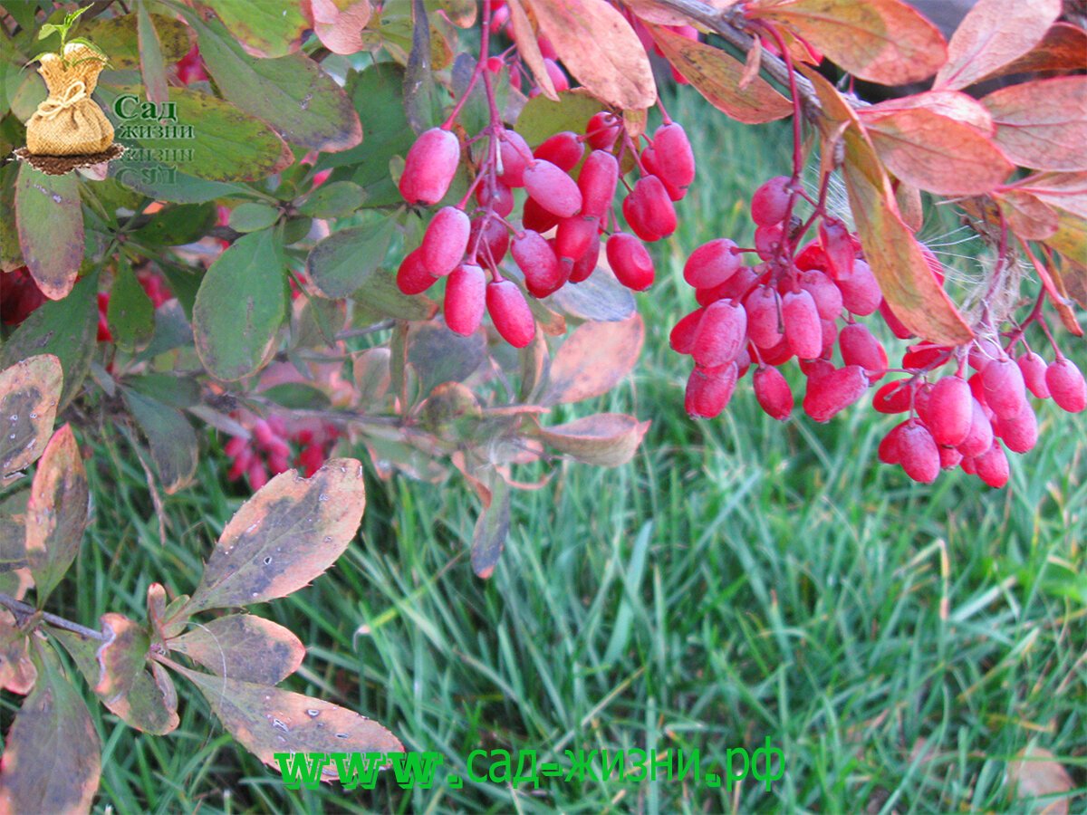 Барбарис Амурский Berberis amurensis