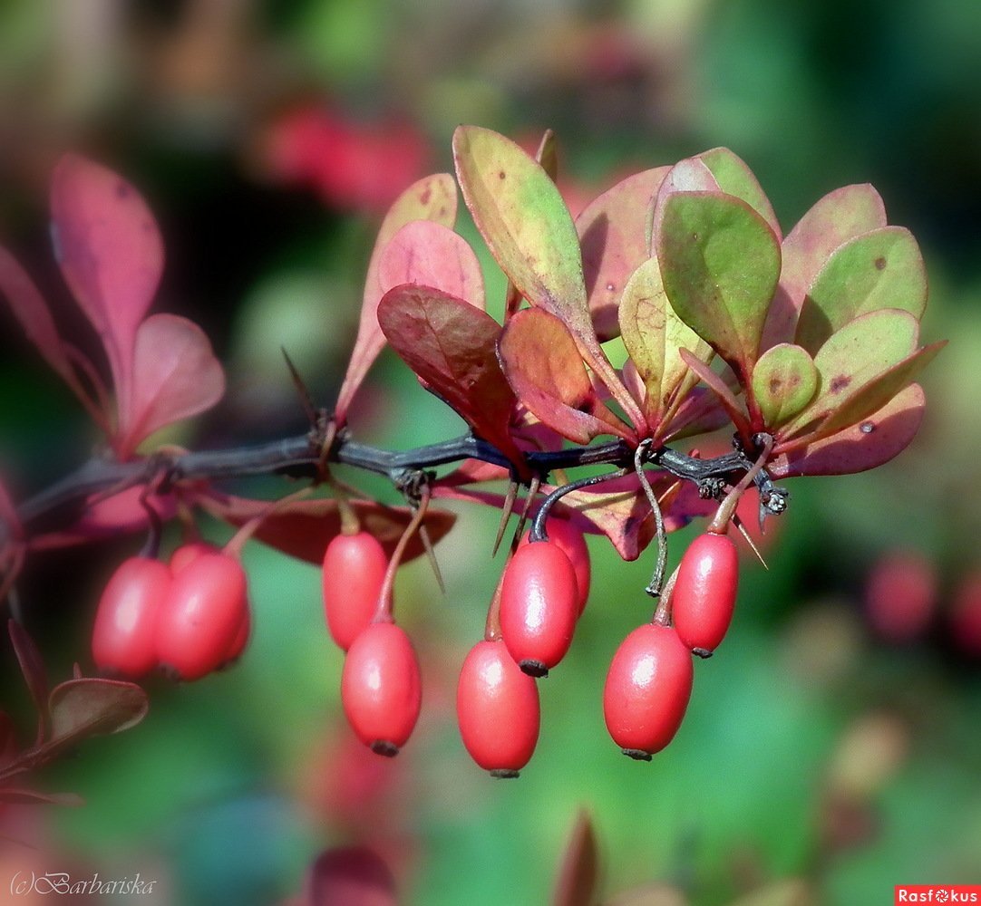 Berberis soulieana