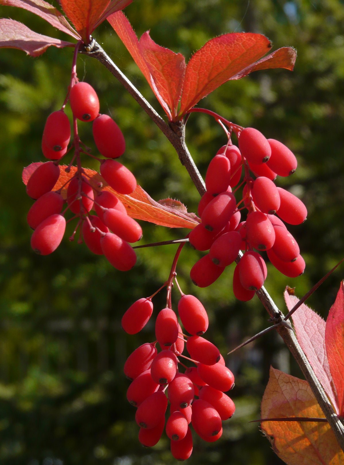 Барбарис продолговатый Berberis oblonga