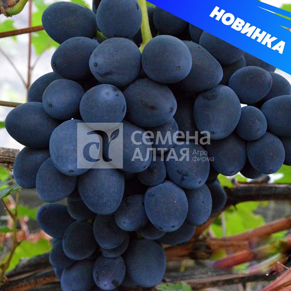 Виноград Страшенский