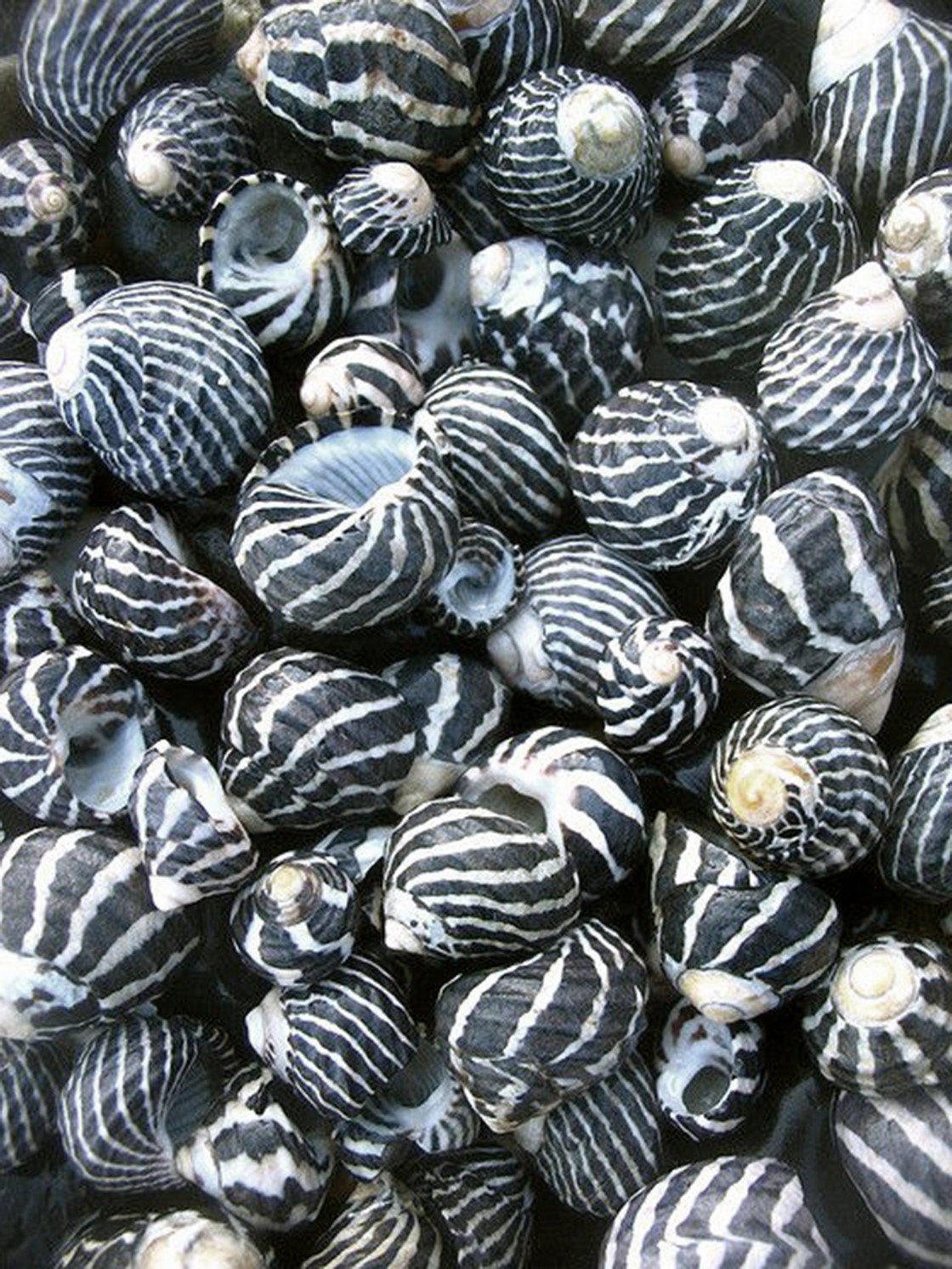 Морская Ракушка полосатая