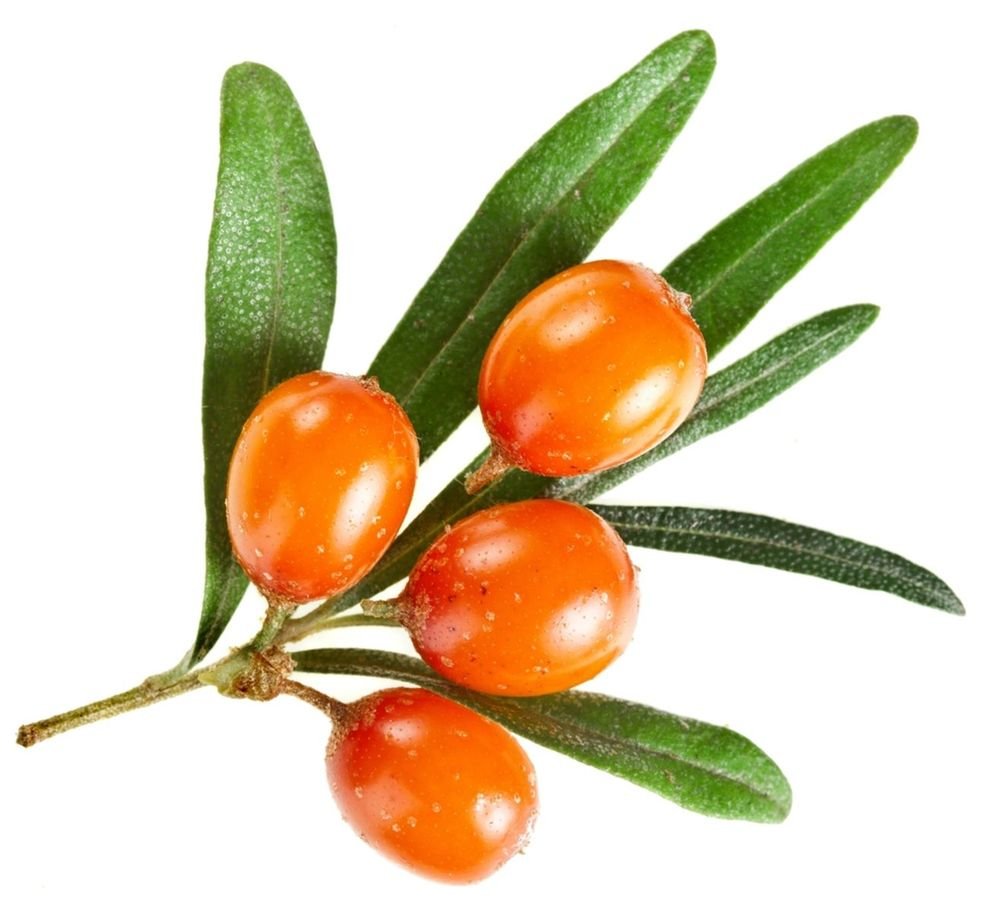 Sea Buckthorn