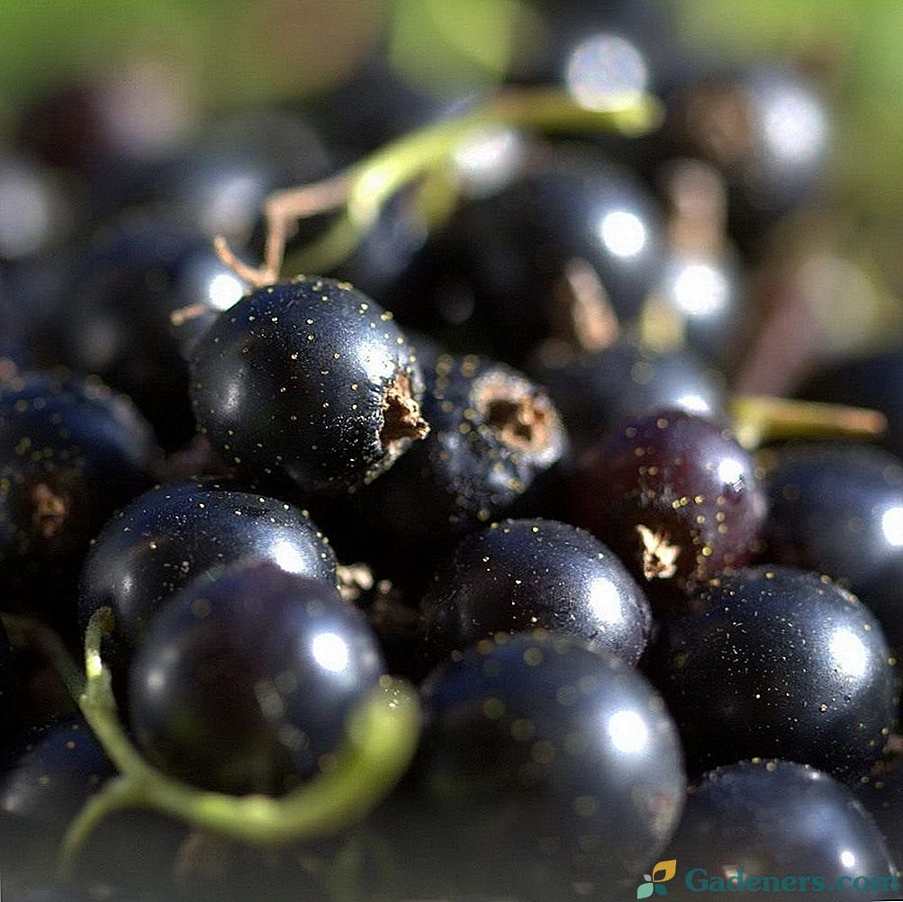 Black Currant черная смородина