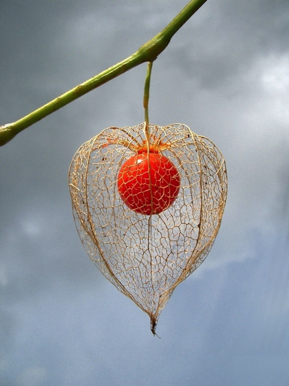 Physalis alkekengi (физалис)