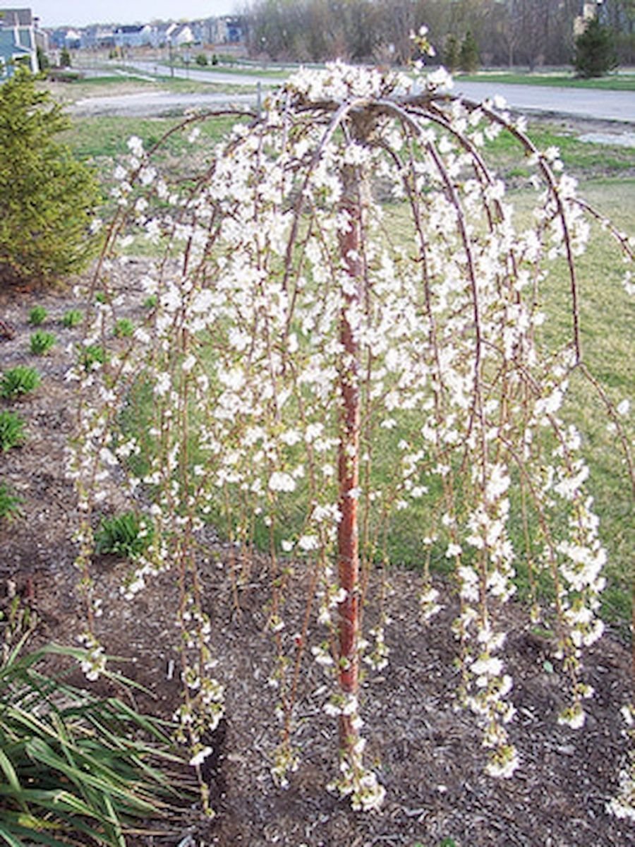Вишня плакучая `pendula`