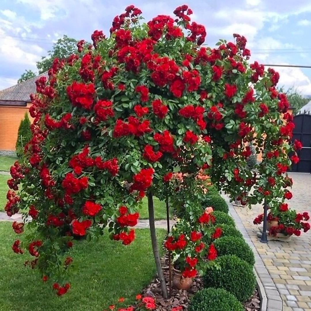 Штамбовая роза Флорентина