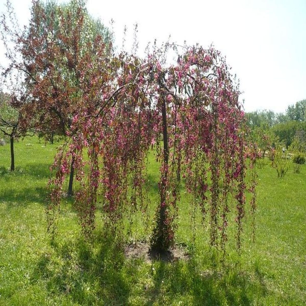 Яблоня плакучая краснолистная