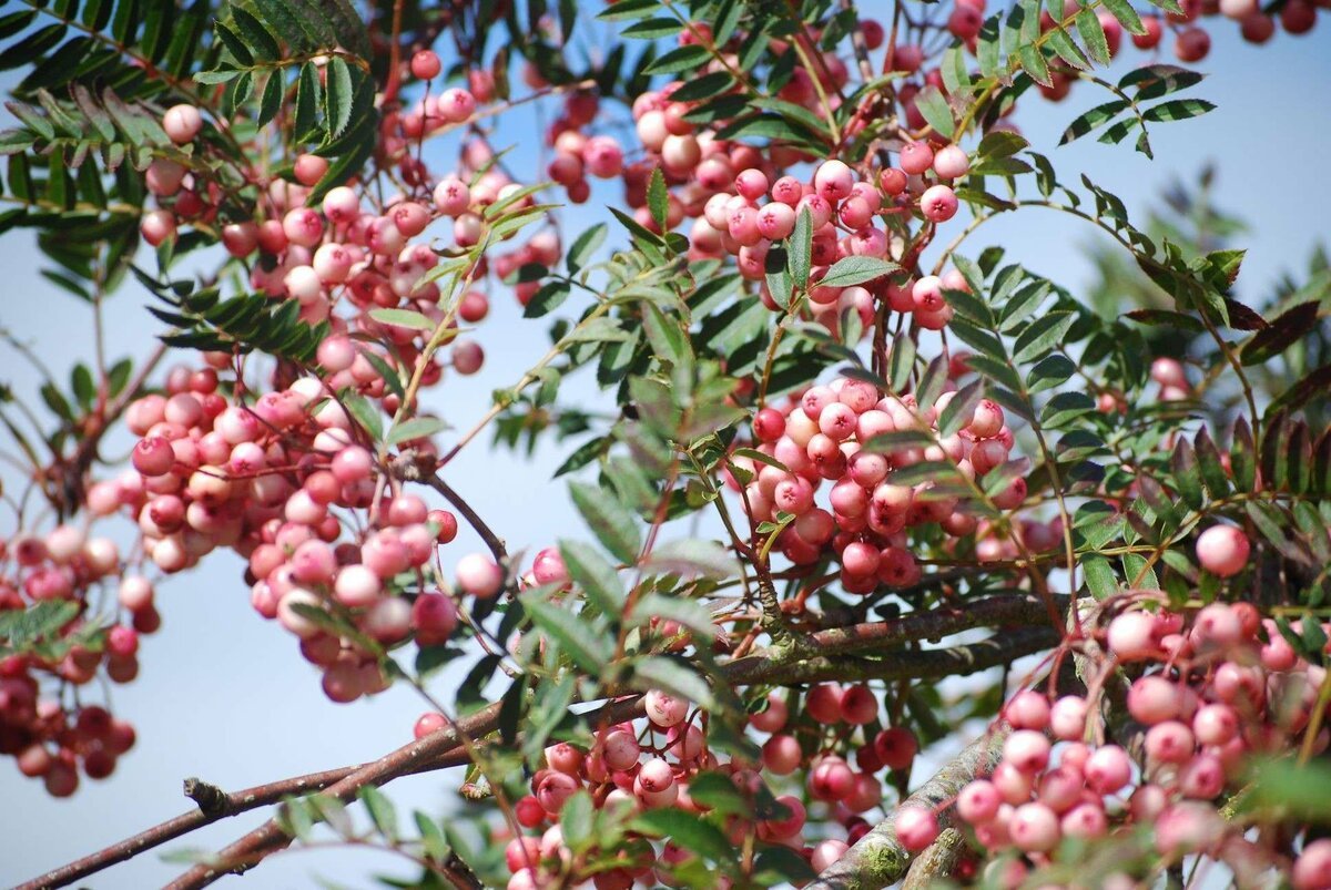 Рябина Вильморена Sorbus vilmorinii