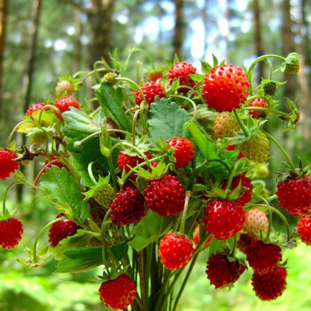Земляника Лесная (Fragaria vesca)