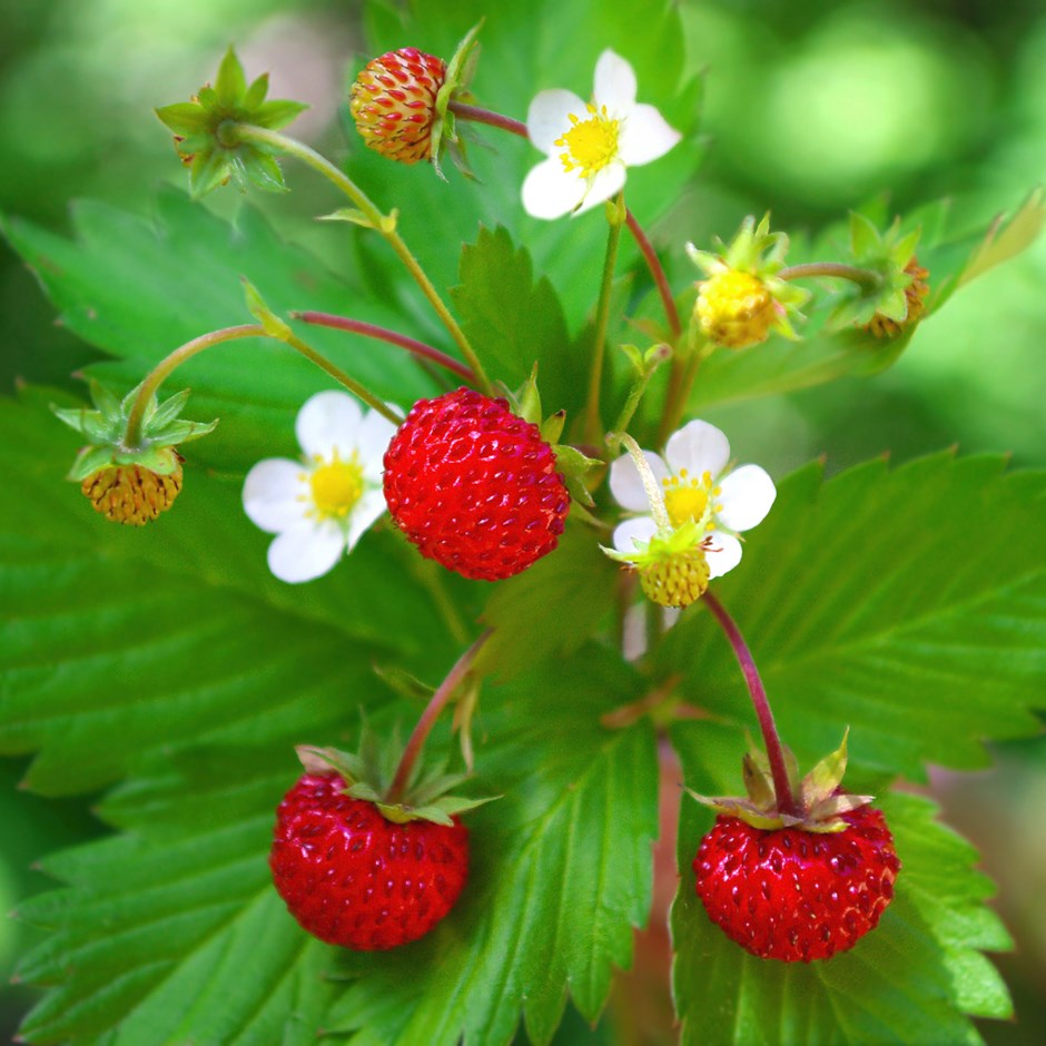 Fragaria vesca Alpine