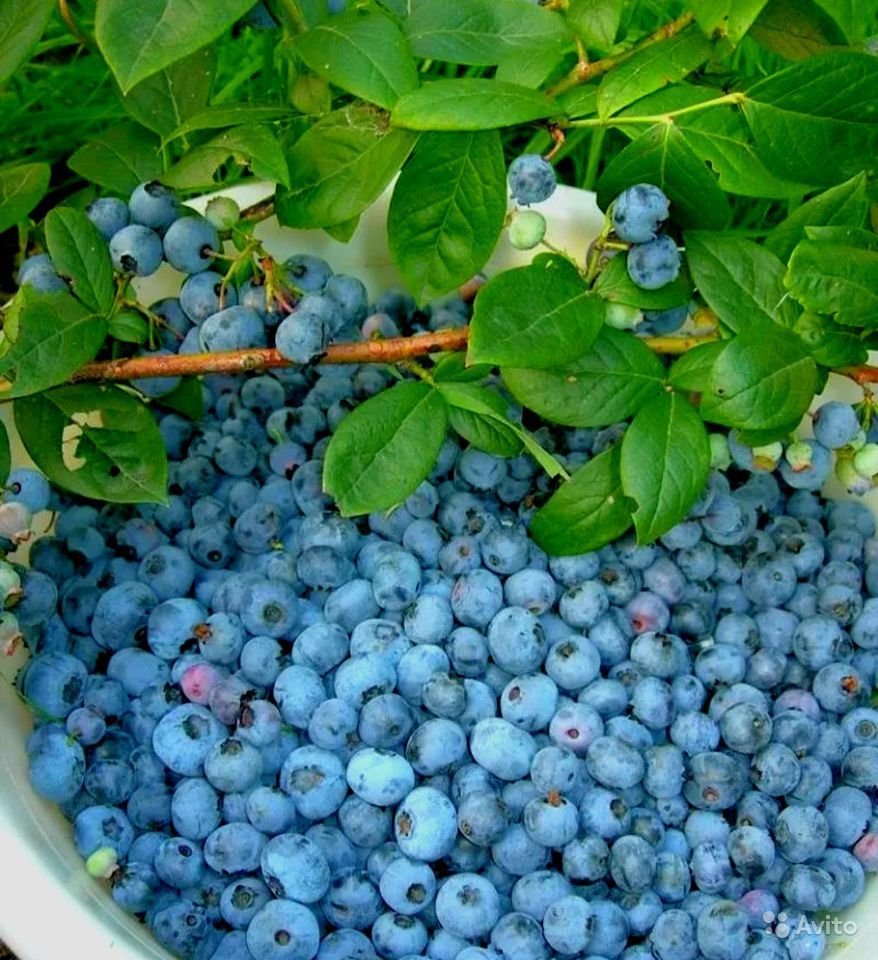 Голубика Блюкроп куст