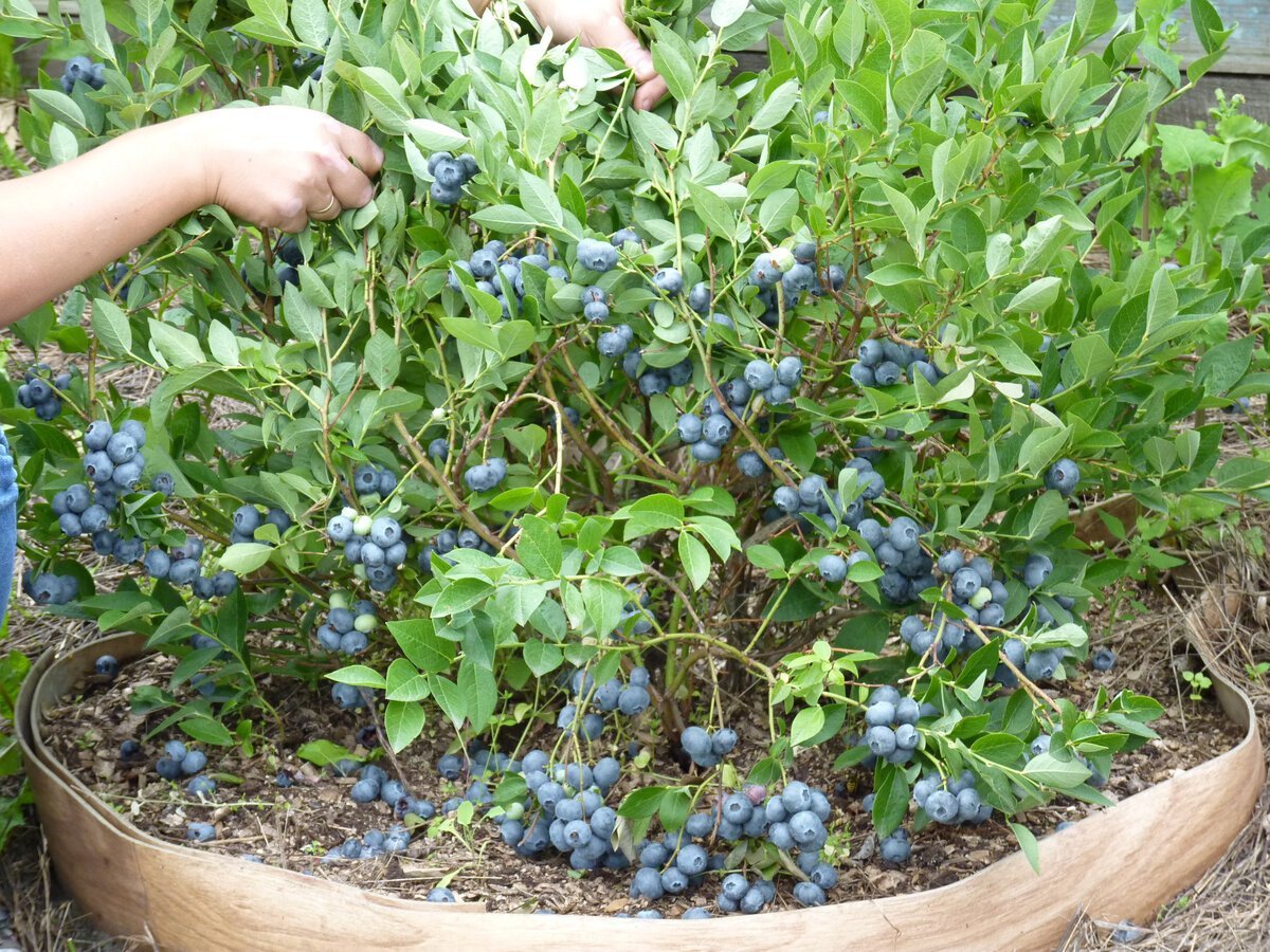 Голубика Элизабет куст целиком