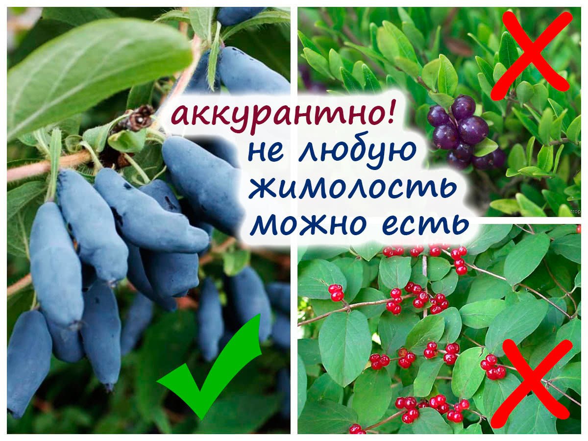 Жимолость молодильная ягода