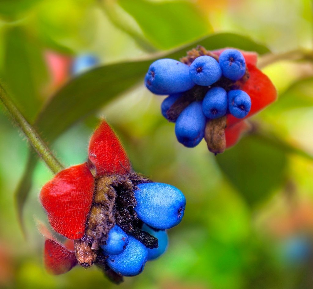 Psychotria poeppigiana