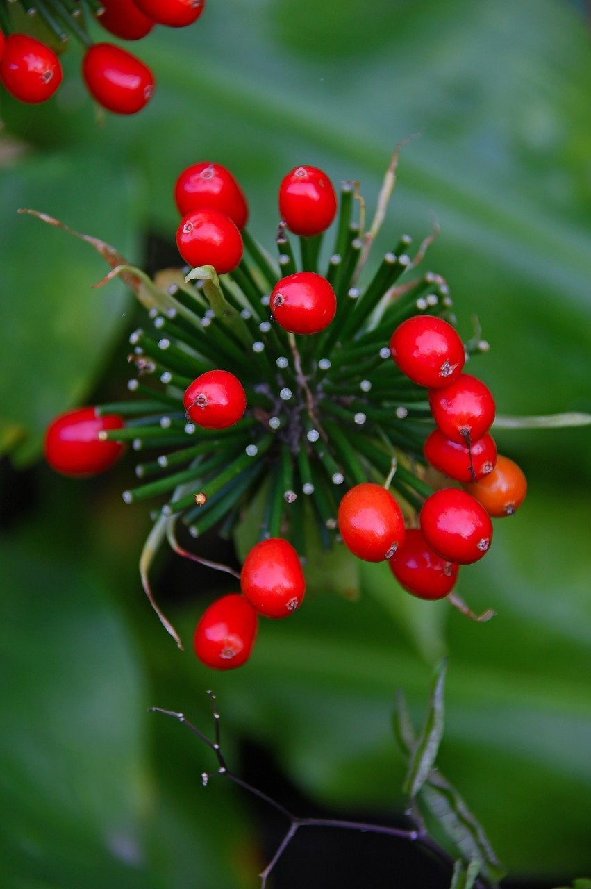 Redberry ягода