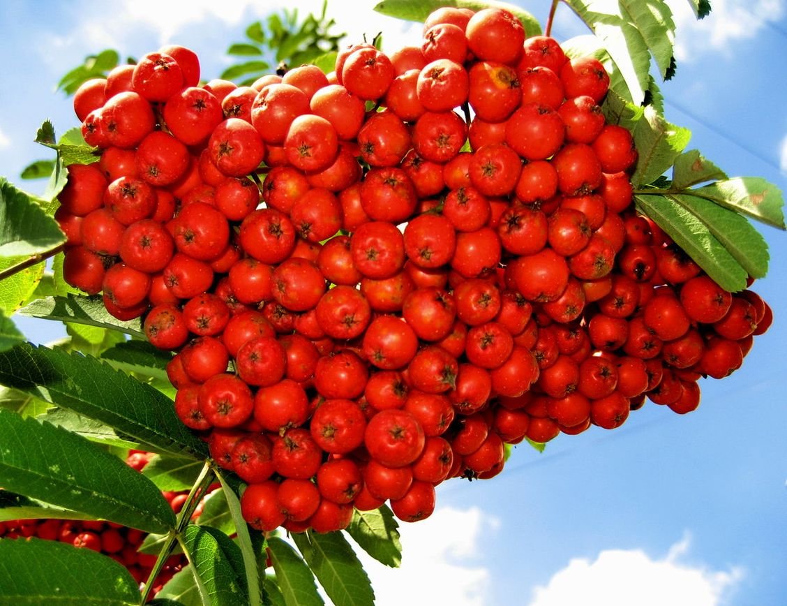 Рябина (Sorbus)
