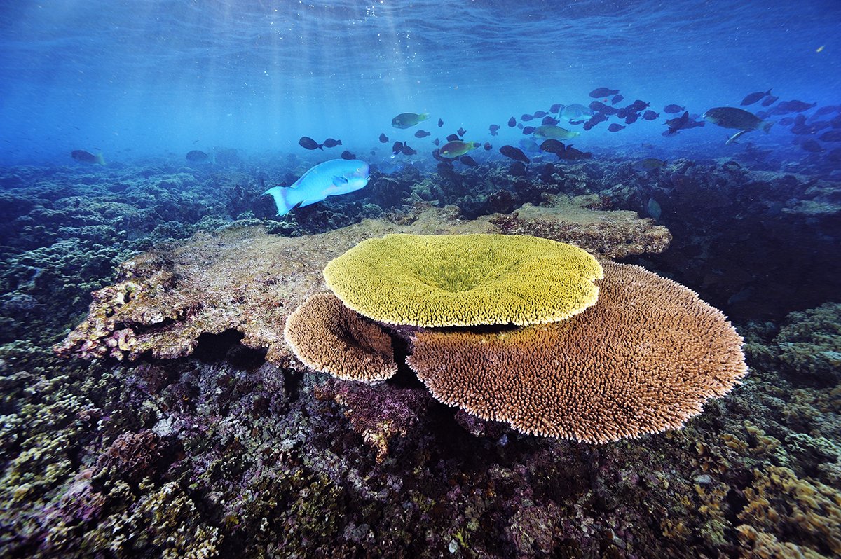 Острова Феникс морской заповедник
