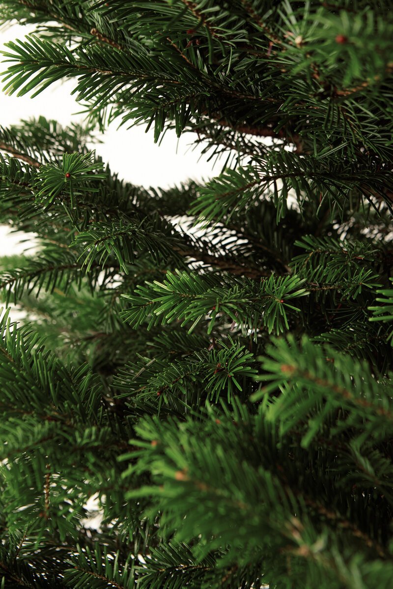 Legal Joy fir Tree