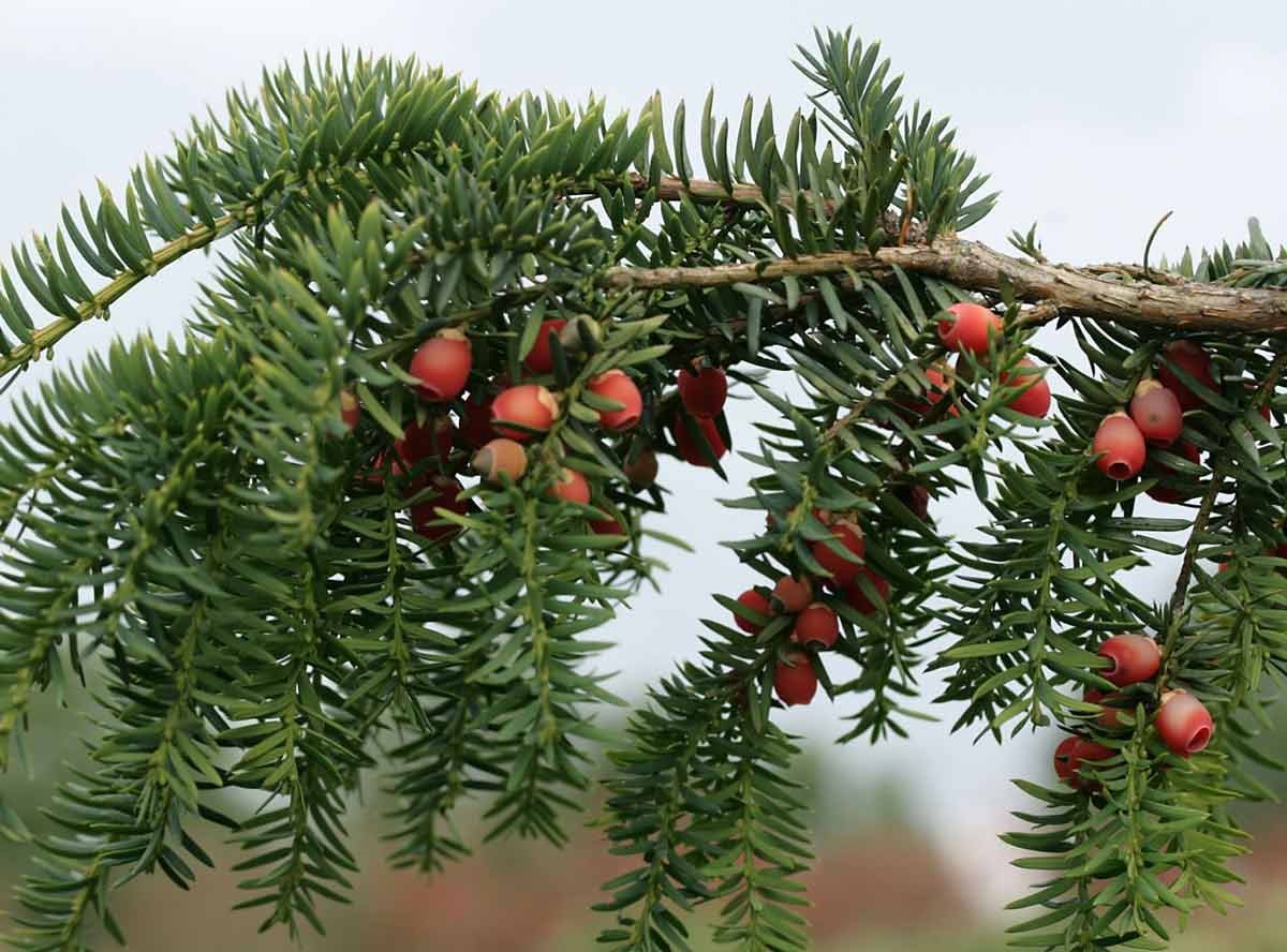 Тис ягодный (Taxus baccata David p9)
