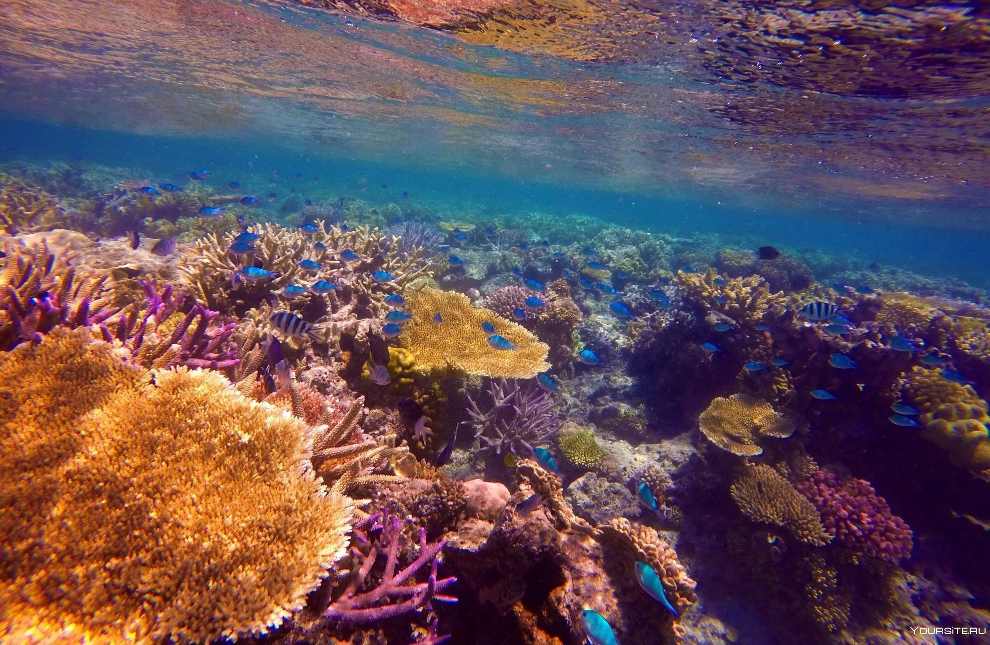 Коралловый риф протянувшийся вдоль восточной окраины материка. Большой Барьерный риф Австралия. Коралловый Барьерный риф. Острова большого барьерного рифа. Большой Барьерный риф в коралловом море.