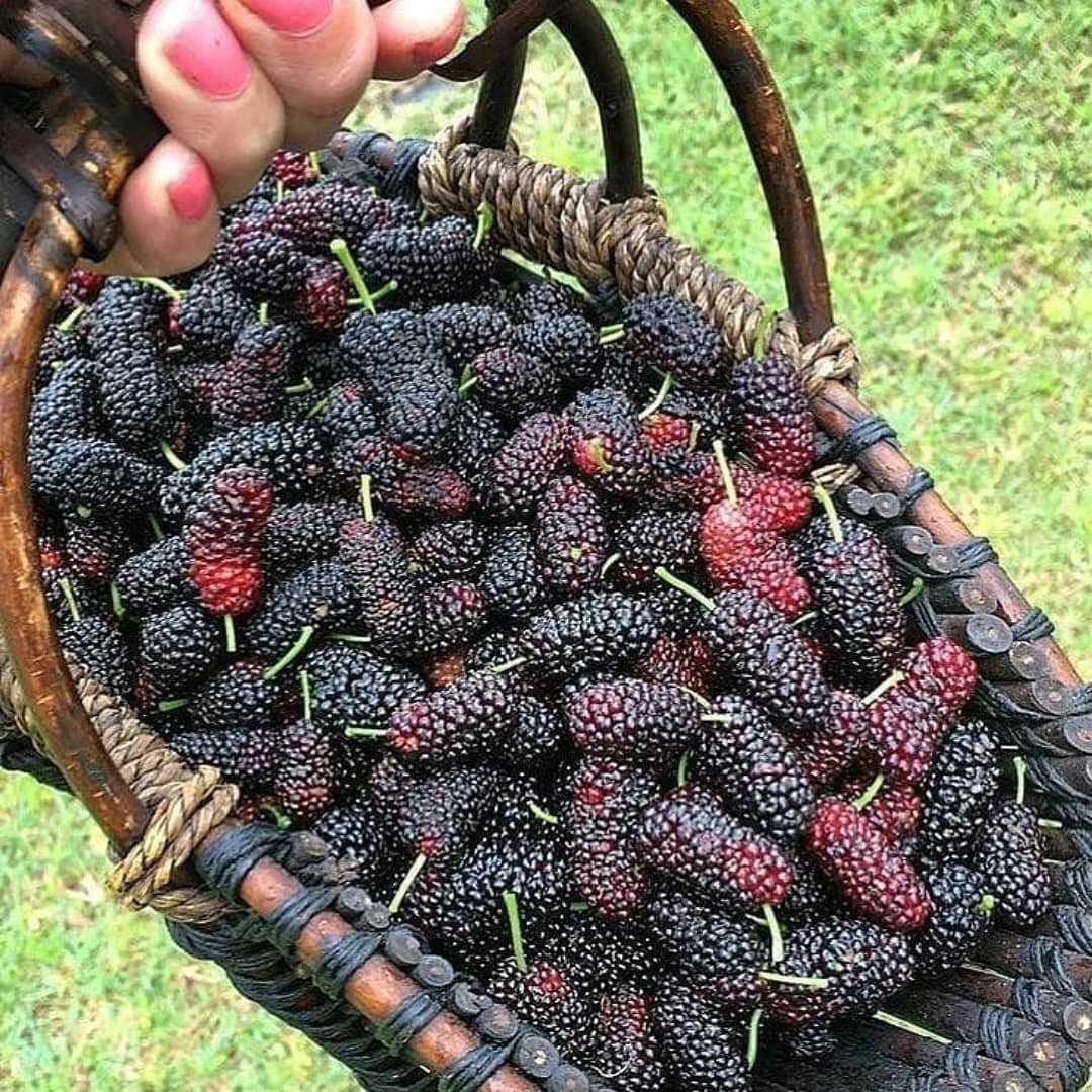 Тутовник Хартут