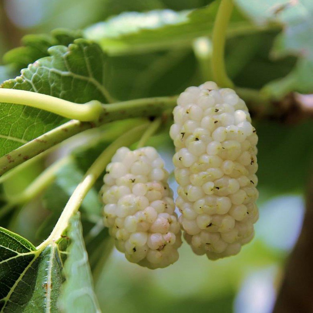 Шелковица белая Morus Alba