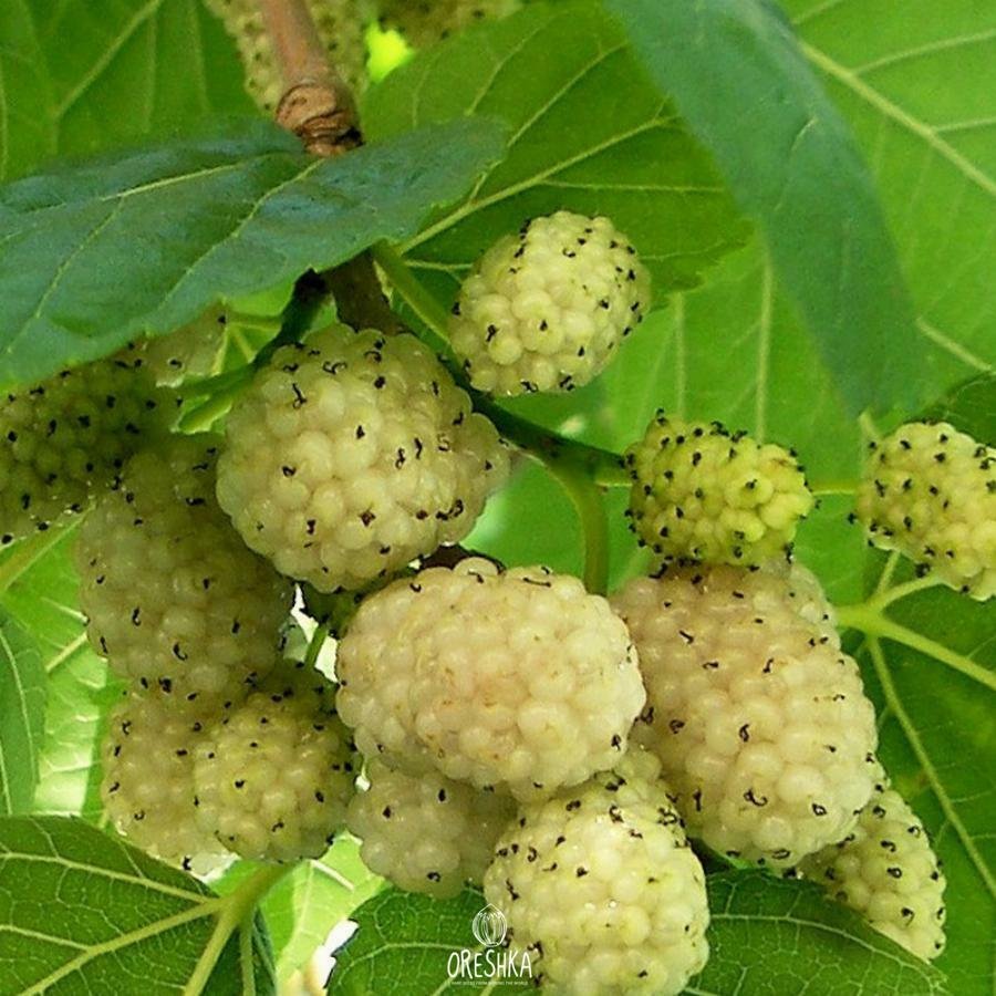 Шелковица белая Morus Alba