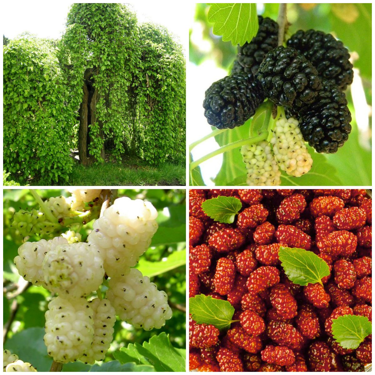 Шелковица Morus seedless