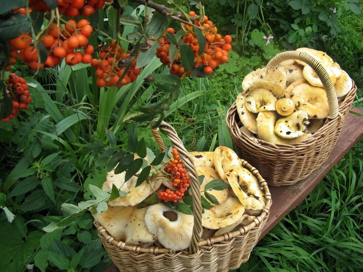 Осенняя корзинка с грибами